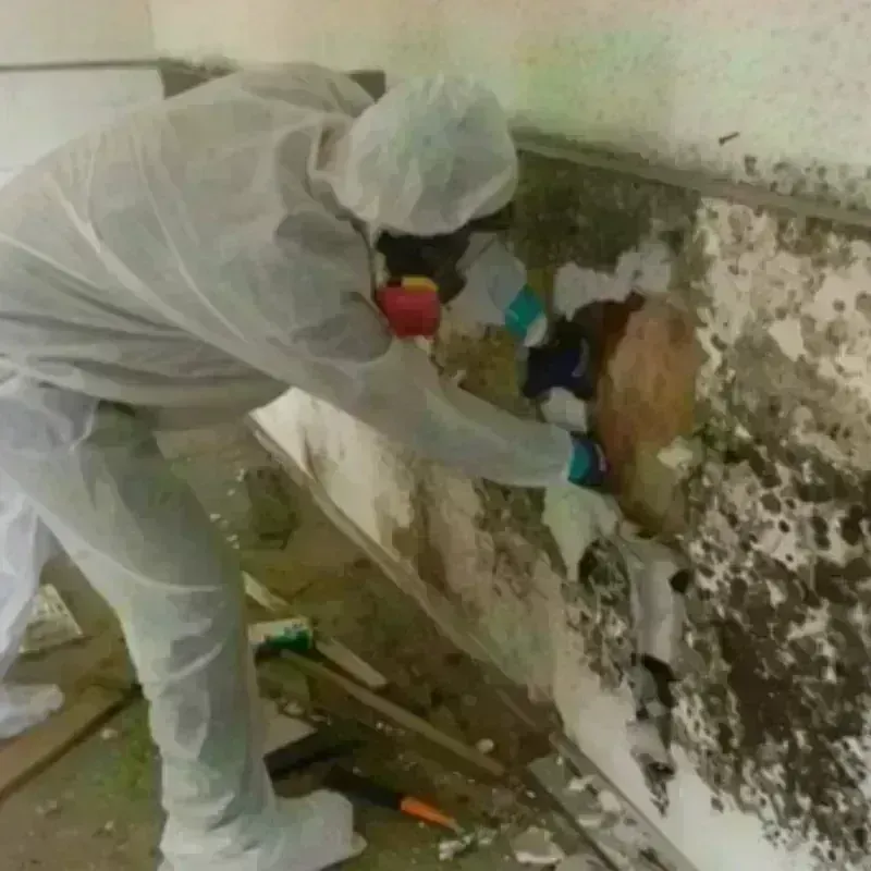 Mold Remediation and Removal in Frankfort, KY